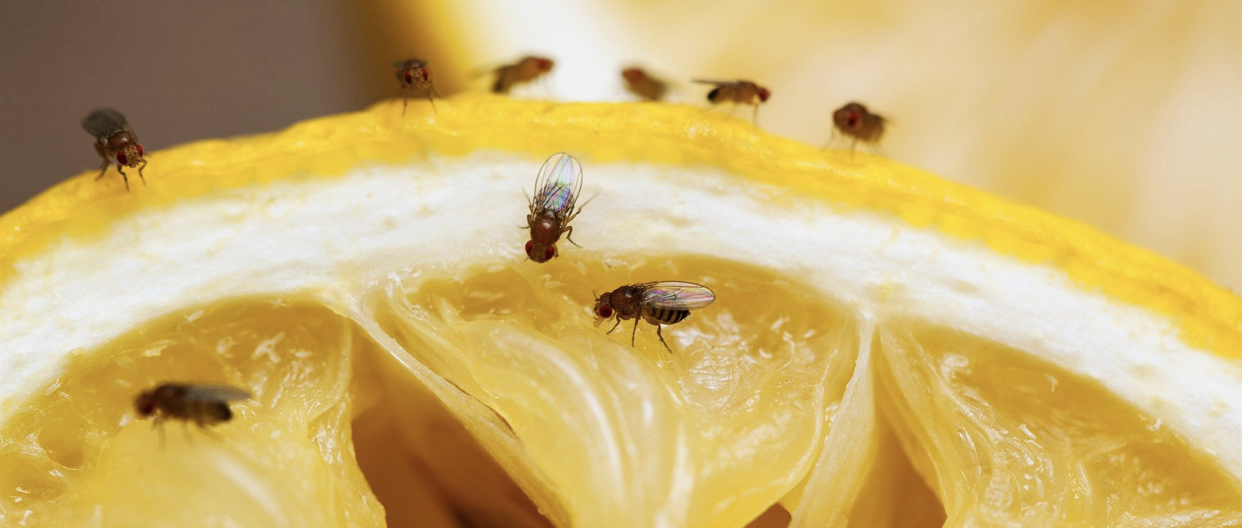Fruit Flies and Oranges Your Bible Study Buddy