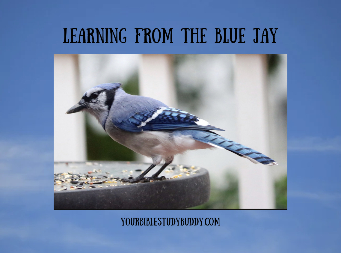 Learning from the Blue Jay Your Bible Study Buddy